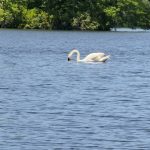Neponset Reservoir